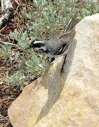 Grijze zwartkeelzanger
