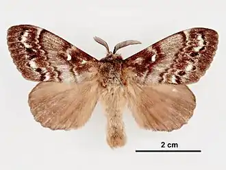 Dendrolimus superans