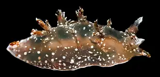 Dendronotus albopunctatus