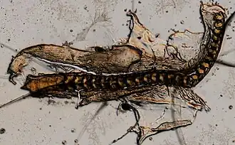 Dendronotus robustus