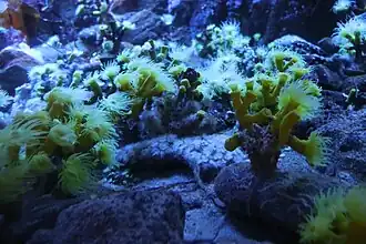 Dendrophyllia cornigera