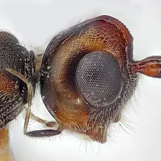 Dendrosoter protuberans