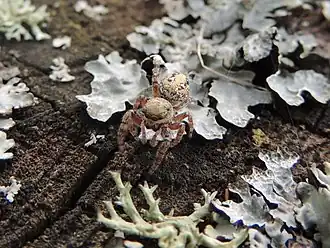 Dendryphantes hastatus