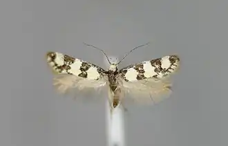 Denisia muellerrutzi