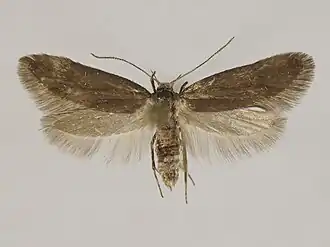 Denisia obscurella