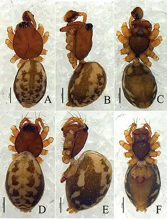 Denisiphantes denisi