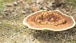 Dennenvoetzwam, jong stadium