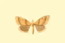 Tegostoma fulvifascialis