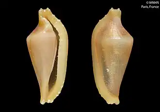 Dentiovula deforgesi