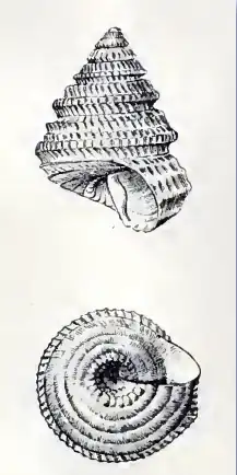 Dentistyla sericifilum