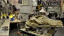 Het fossielenlabo in het museum