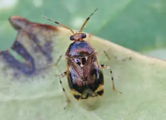 Deraeocoris punctulatus