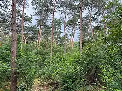 Zomeraspect van een DG met Amerikaanse vogelkers