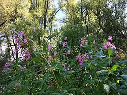 Close-up van de kruidlaag van de DG met reuzenbalsemien