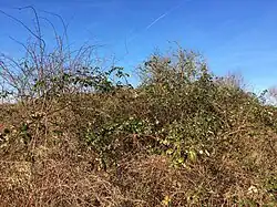 Derivaatgemeenschap met dijkviltbraam