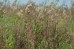 Derivaatgemeenschap met late guldenroede