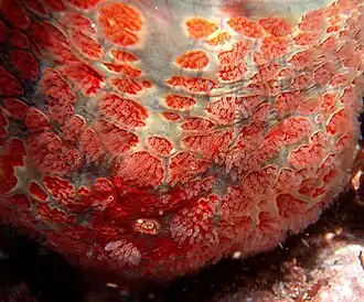 Dermasterias imbricata