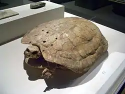 Een onbekende fossiele soort uit de familie lederschildpadden (een moderne soort: Lederschildpad)