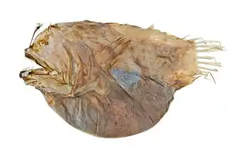 Dermatias platynogaster