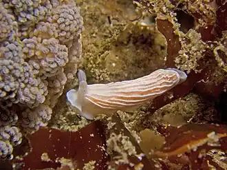 Dermatobranchus albineus