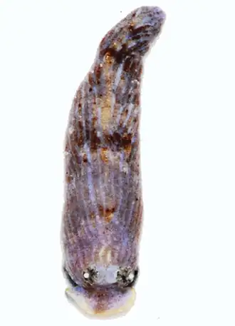 Dermatobranchus earlei