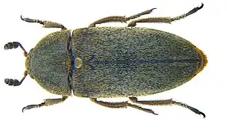 Dermestes maculatus