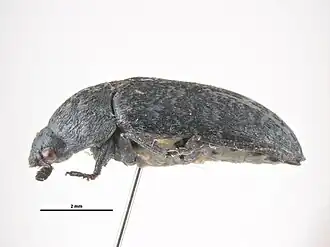Dermestes murinus