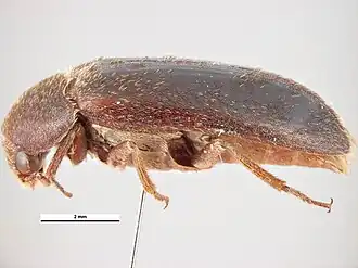 Dermestes peruvianus