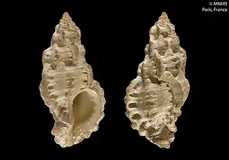 Dermomurex pauperculus