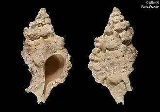 Dermomurex triclotae