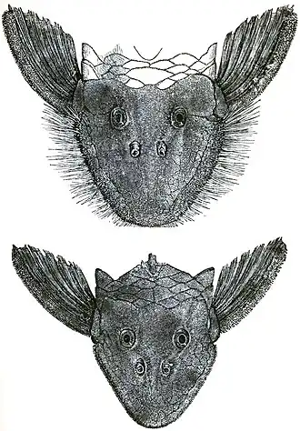 Pseudancistrus