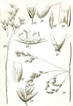 1. Ruwe smele 2. Bochtige smele 3. Moerassmele