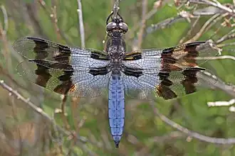 Plathemis subornata