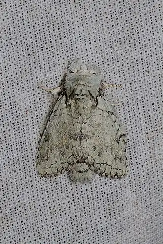 Desmeocraera interpellatrix