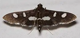 Desmia funeralis