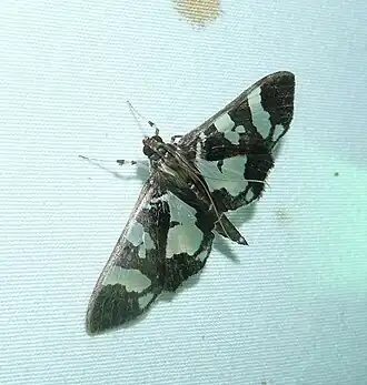 Desmia ufeus