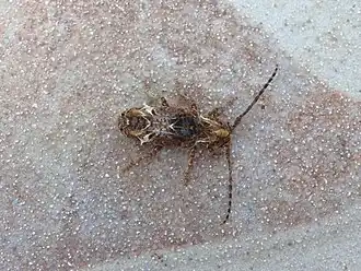 Desmiphora hirticollis