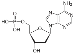 Structuurformule van desoxyadenosinemonofosfaat