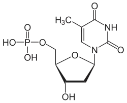 Structuurformule van thymidinemonofosfaat
