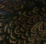 Indische vechter (detail)