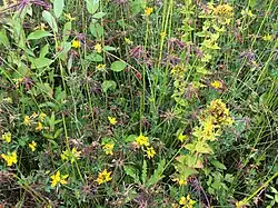 Close-up met onder andere veel vruchtdragende rolklavers