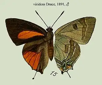 Deudorix viridens