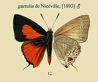 Deudorix gaetulia