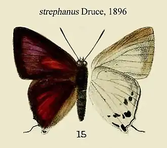 Deudorix strephanus