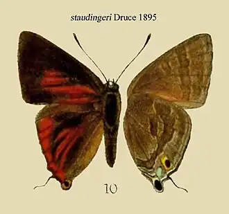 Deudorix staudingeri