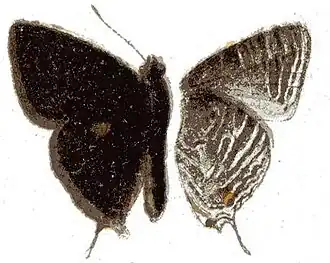 Deudorix caliginosa