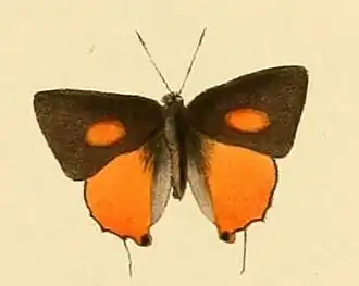 Deudorix wardii