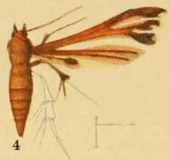 Deuterocopus tengstroemi