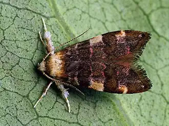 Deuterogonia pudorina