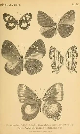Euploea asyllus